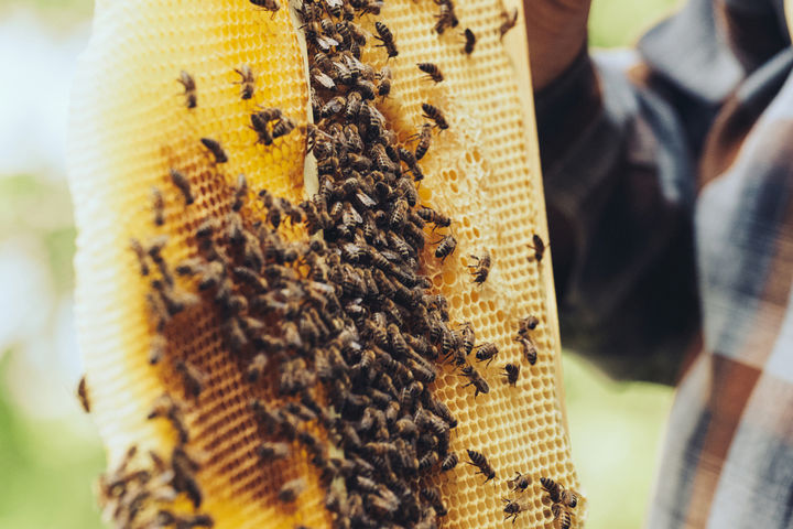 Community Hives