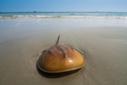 STOCK Horseshoe Crab