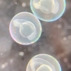 Zebrafish Embryos
