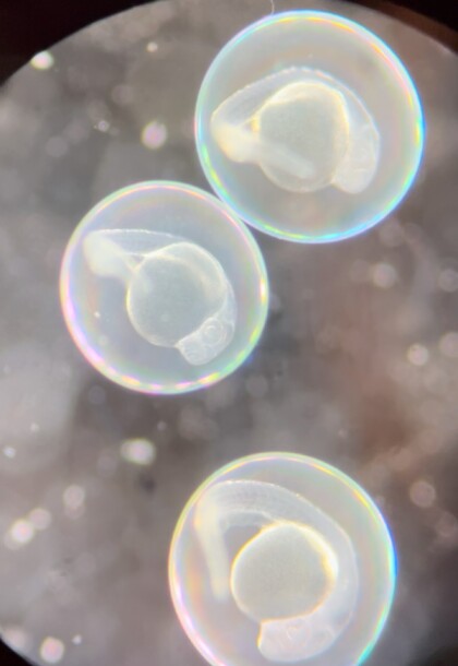Zebrafish Embryos